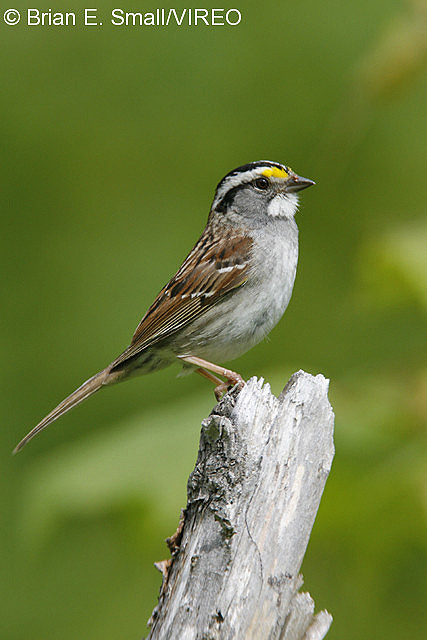 White-throated Sparrow